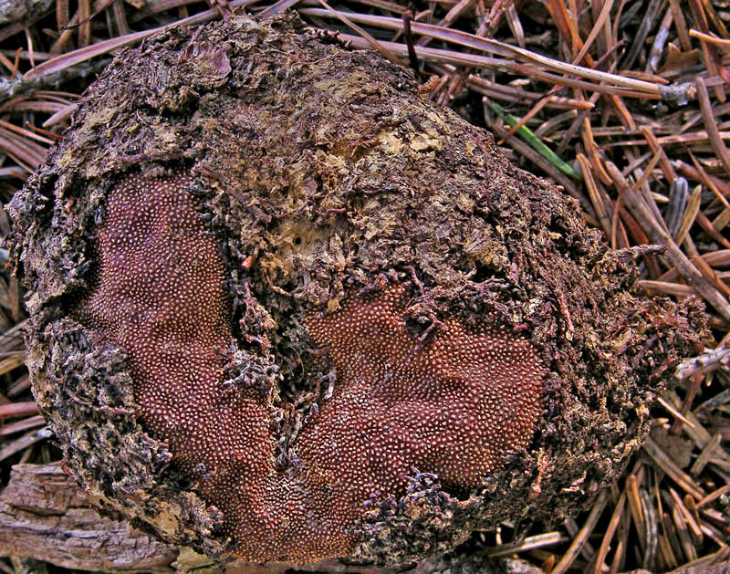 Elaphomyces da determinare.